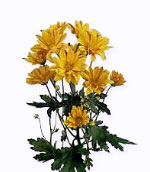 Artis_Spray_Yellow.jpg